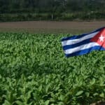 Image en avant pour “Cuba : les objectifs de récolte 2025 revus à la baisse”